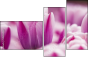 59655482