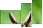 63805438