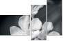 64479255
