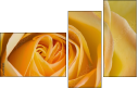 64954045