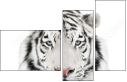67172414