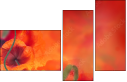 67251094