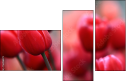 76096373