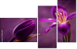 79035921