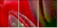15487800