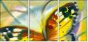 21683658