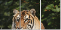 26122223
