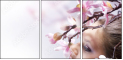 29266814