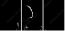 39076557