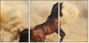 43906966