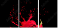 45070058