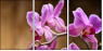48156250