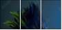 50564432