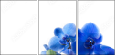 52702119