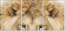 55423548
