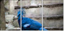 60046896