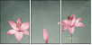 61954635