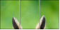 63805438