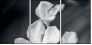 64479255