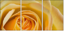 64954045