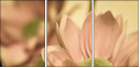 65771321