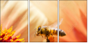 65782170