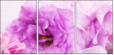 68847912