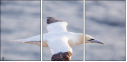 68956186