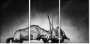71412657