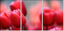 76096373