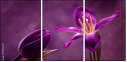 79035921