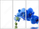52702119
