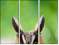 63805438