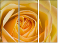 64954045