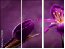 79035921