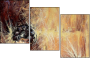 21581087