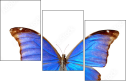 29644334