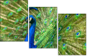 43782837