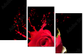 45070058