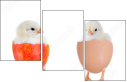 48856718