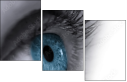 49921743