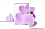 50610337