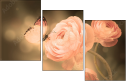 52744741