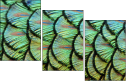 53512479