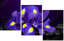 53724504