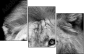 55206469