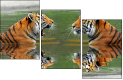 59476374