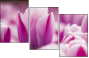 59655482