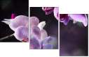 60355585