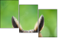 63805438